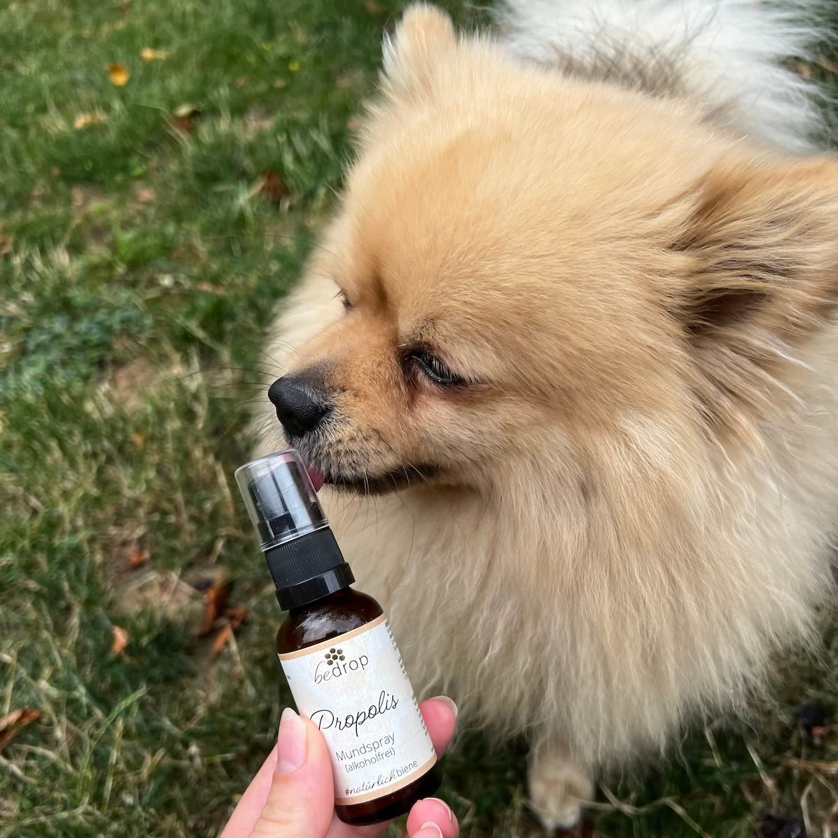 Animal Set | Propóleo Spray (sin alcohol) & Miel de Manuka MGO 500+